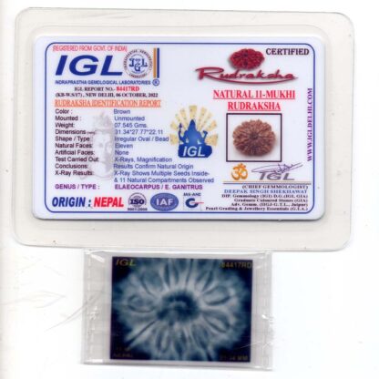 11-Mukhi-Rudraksha-Nepal-Collector-21-Certificate