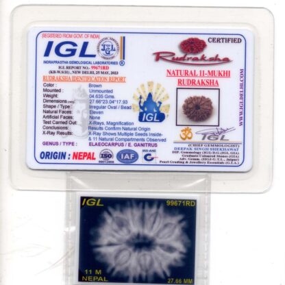 11-Mukhi-Rudraksha-Nepal-Premium-8-Certificate