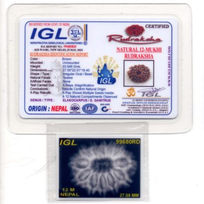 12-Mukhi-Rudraksha-Nepal-Premium-5-Certificate