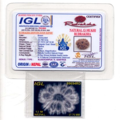 12-Mukhi-Rudraksha-Nepal-Premium-9-Certificate