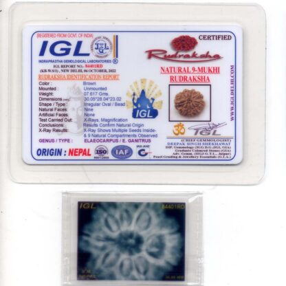 9-Mukhi-Rudraksha-Nepal-Collector-13-Certificate