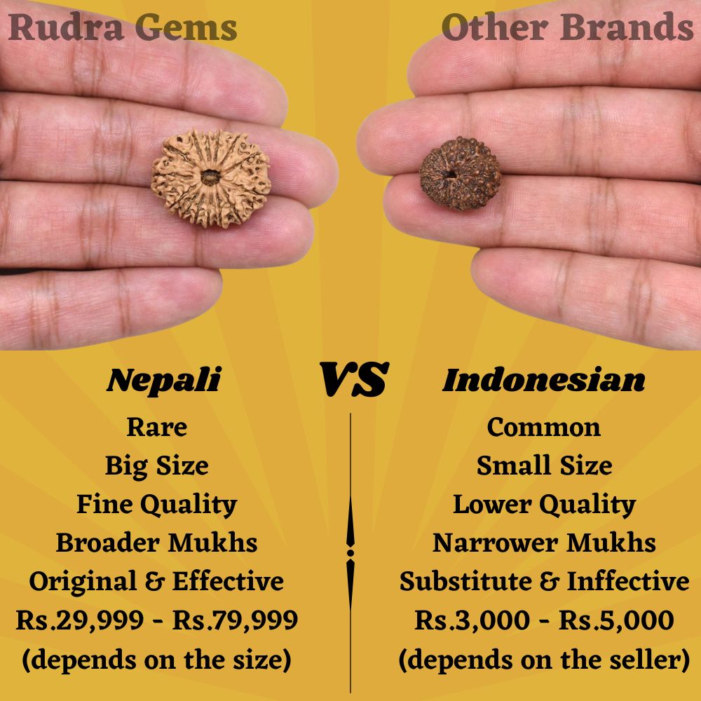 14 Mukhi Rudraksha Comparison