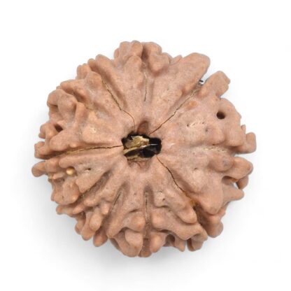 10-Mukhi-Rudraksha-Nepal-25