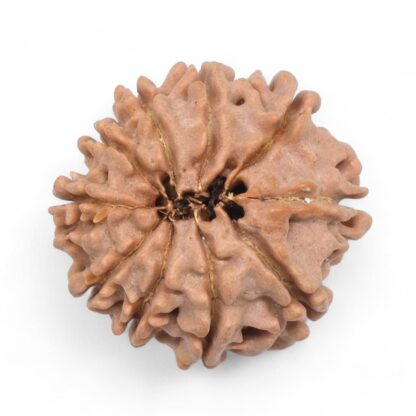 10-Mukhi-Rudraksha-Nepal-25-Back