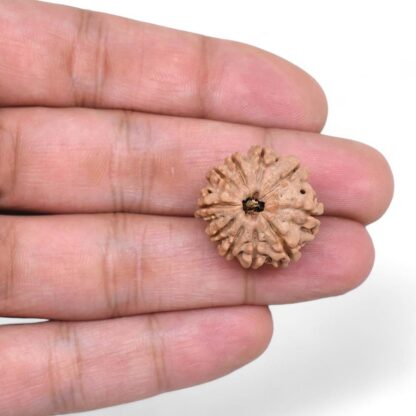 10-Mukhi-Rudraksha-Nepal-25-Hand