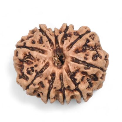 10-Mukhi-Rudraksha-Nepal-26