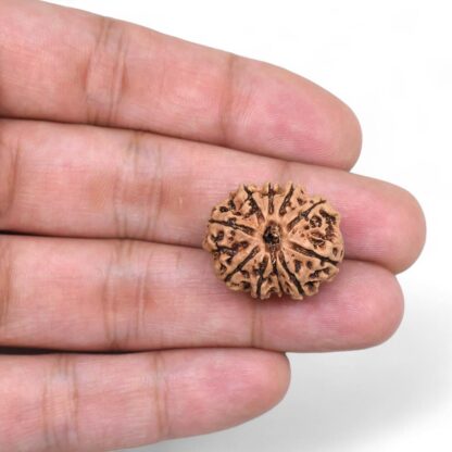 10-Mukhi-Rudraksha-Nepal-26-Hand