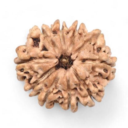 10-Mukhi-Rudraksha-Nepal-27