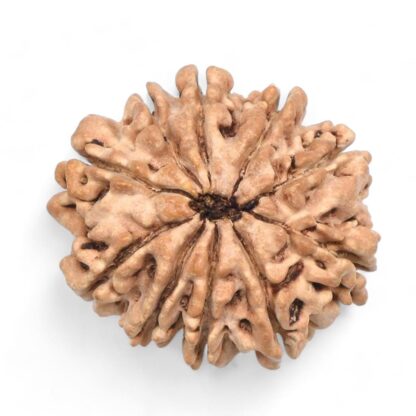 10-Mukhi-Rudraksha-Nepal-27-Back