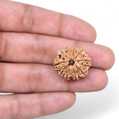 10-Mukhi-Rudraksha-Nepal-27-Hand