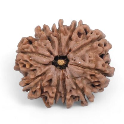 10-Mukhi-Rudraksha-Nepal-28