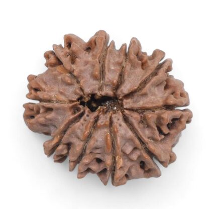 10-Mukhi-Rudraksha-Nepal-28-Back