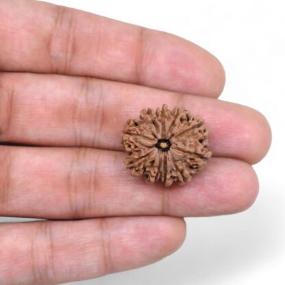 10-Mukhi-Rudraksha-Nepal-28-Hand