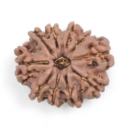 10-Mukhi-Rudraksha-Nepal-29