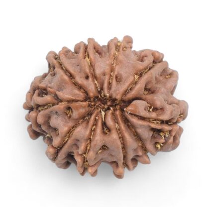 10-Mukhi-Rudraksha-Nepal-29-Back