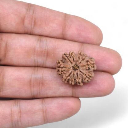 10-Mukhi-Rudraksha-Nepal-29-Hand