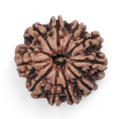 10-Mukhi-Rudraksha-Nepal-30