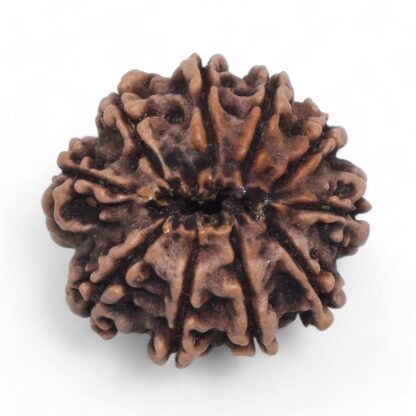 10-Mukhi-Rudraksha-Nepal-30-Back