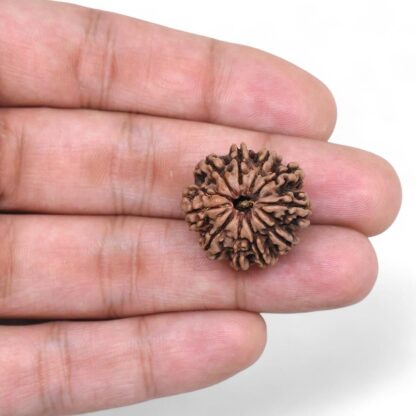 10-Mukhi-Rudraksha-Nepal-30-Hand