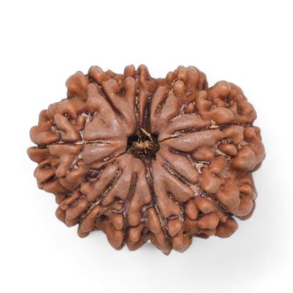 10-Mukhi-Rudraksha-Nepal-31