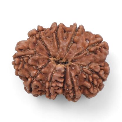 10-Mukhi-Rudraksha-Nepal-31-Back