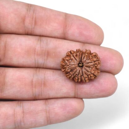 10-Mukhi-Rudraksha-Nepal-31-Hand