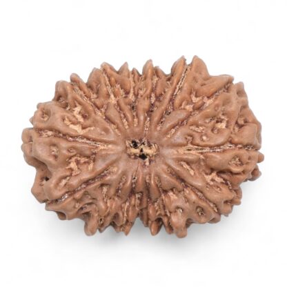 14-Mukhi-Rudraksha-Nepal-58