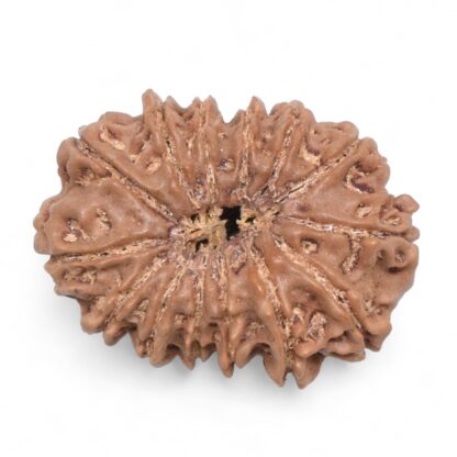 14-Mukhi-Rudraksha-Nepal-58-Back