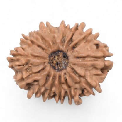 14-Mukhi-Rudraksha-Nepal-59