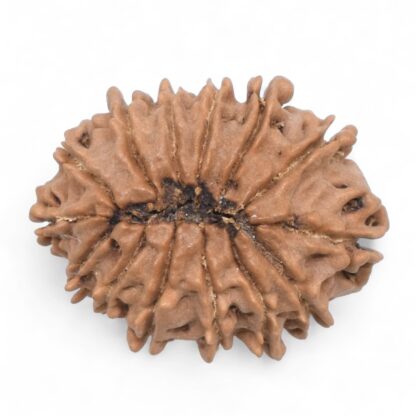 14-Mukhi-Rudraksha-Nepal-59-Back