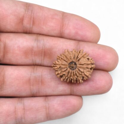 14-Mukhi-Rudraksha-Nepal-59-Hand