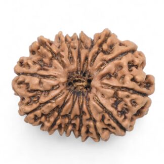 14-Mukhi-Rudraksha-Nepal-60