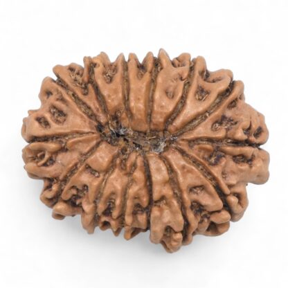 14-Mukhi-Rudraksha-Nepal-60-Back