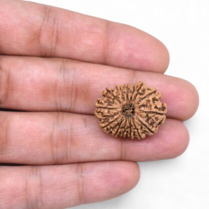 14-Mukhi-Rudraksha-Nepal-60-Hand