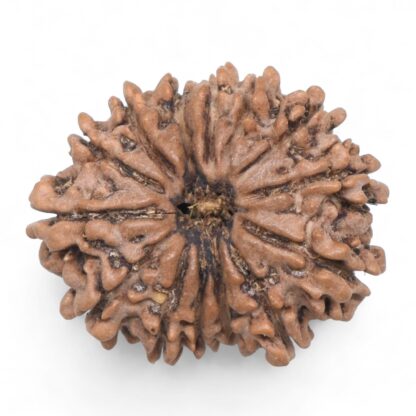 14-Mukhi-Rudraksha-Nepal-61