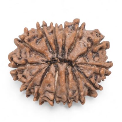 14-Mukhi-Rudraksha-Nepal-61-Back