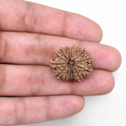 14-Mukhi-Rudraksha-Nepal-61-Hand