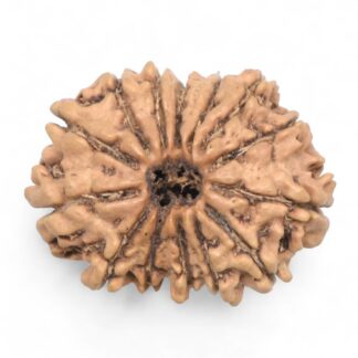 14-Mukhi-Rudraksha-Nepal-62