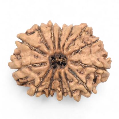 14-Mukhi-Rudraksha-Nepal-62