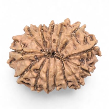 14-Mukhi-Rudraksha-Nepal-62-Back