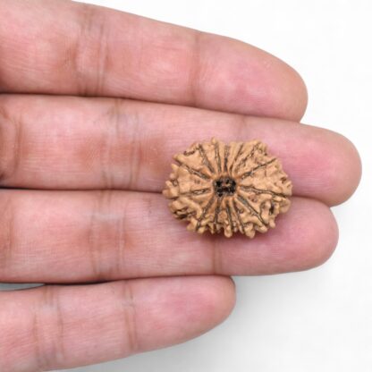 14-Mukhi-Rudraksha-Nepal-62-Hand