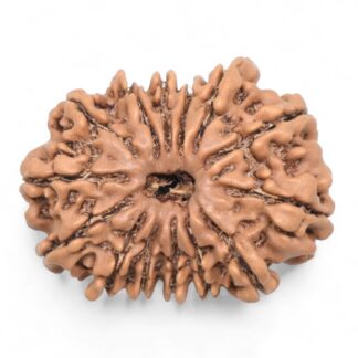 14-Mukhi-Rudraksha-Nepal-63