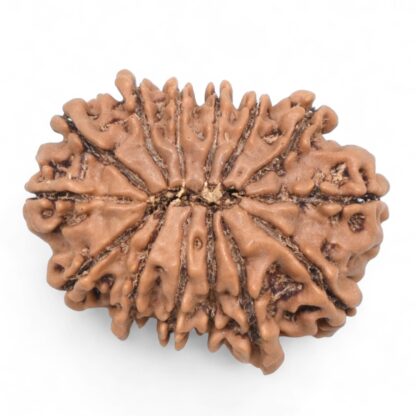 14-Mukhi-Rudraksha-Nepal-63-Back