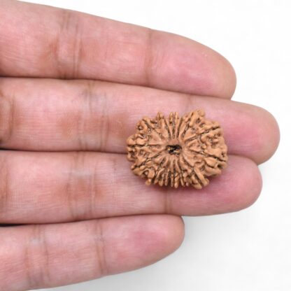 14-Mukhi-Rudraksha-Nepal-63-Hand