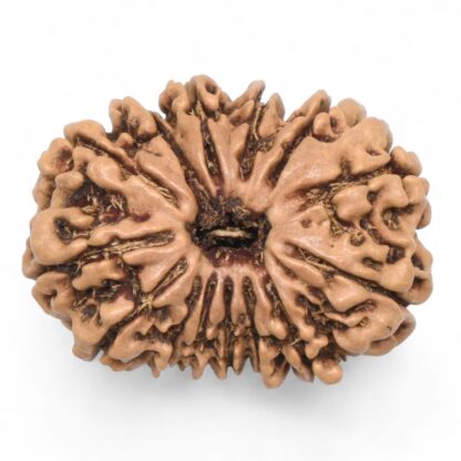 14-Mukhi-Rudraksha-Nepal-64