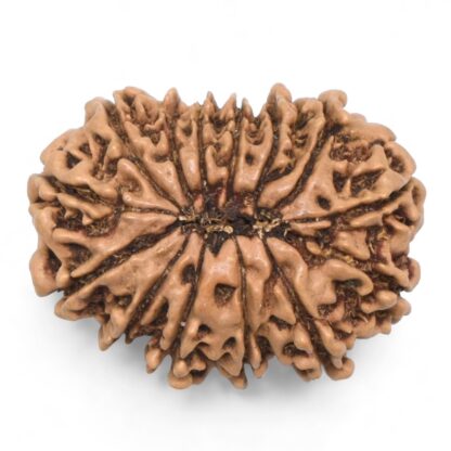 14-Mukhi-Rudraksha-Nepal-64-Back