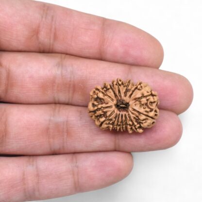 14-Mukhi-Rudraksha-Nepal-64-Hand