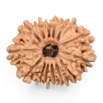 14-Mukhi-Rudraksha-Nepal-65