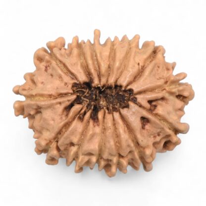 14-Mukhi-Rudraksha-Nepal-65-Back