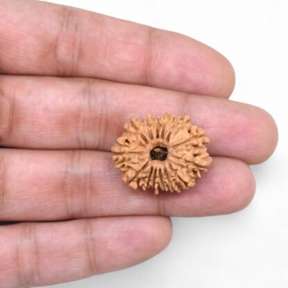 14-Mukhi-Rudraksha-Nepal-65-Hand